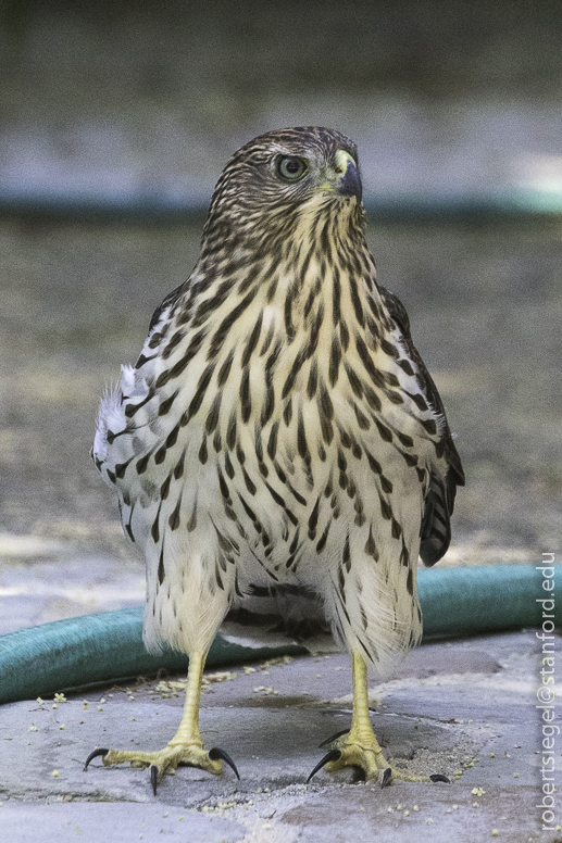 cooper's hawk'